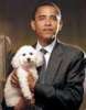 The Obama Dog